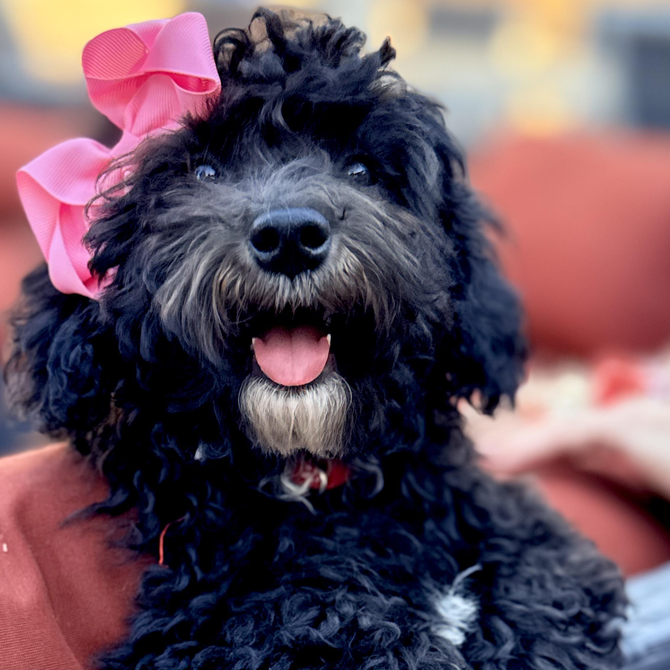 Kurly, a ADOPTABLE Maltipoo in Los Angeles, CA image 1/3