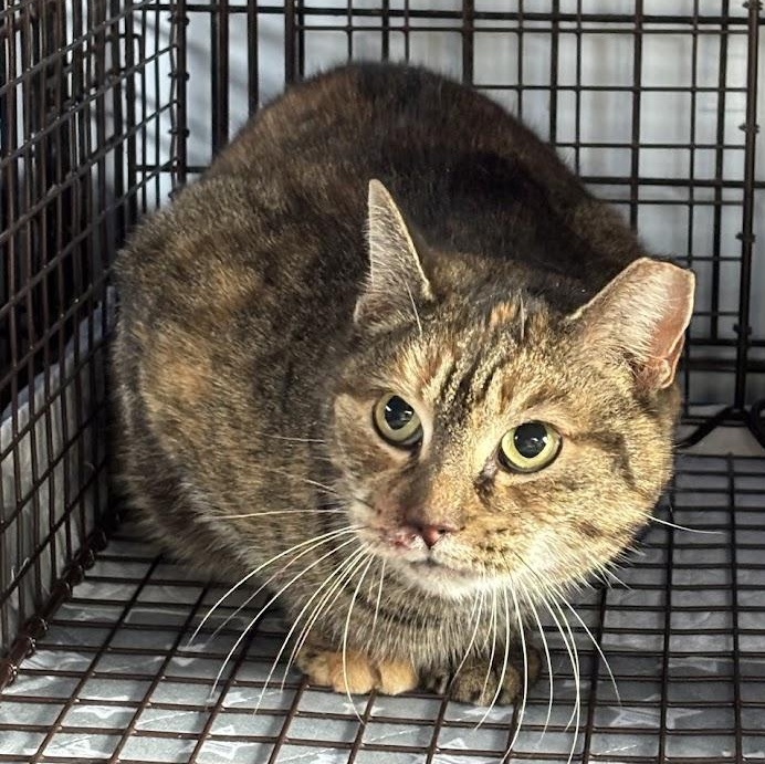 Enlarge Dakota, a Adoptable Domestic Short Hair in Queenstown, MD image 6/6