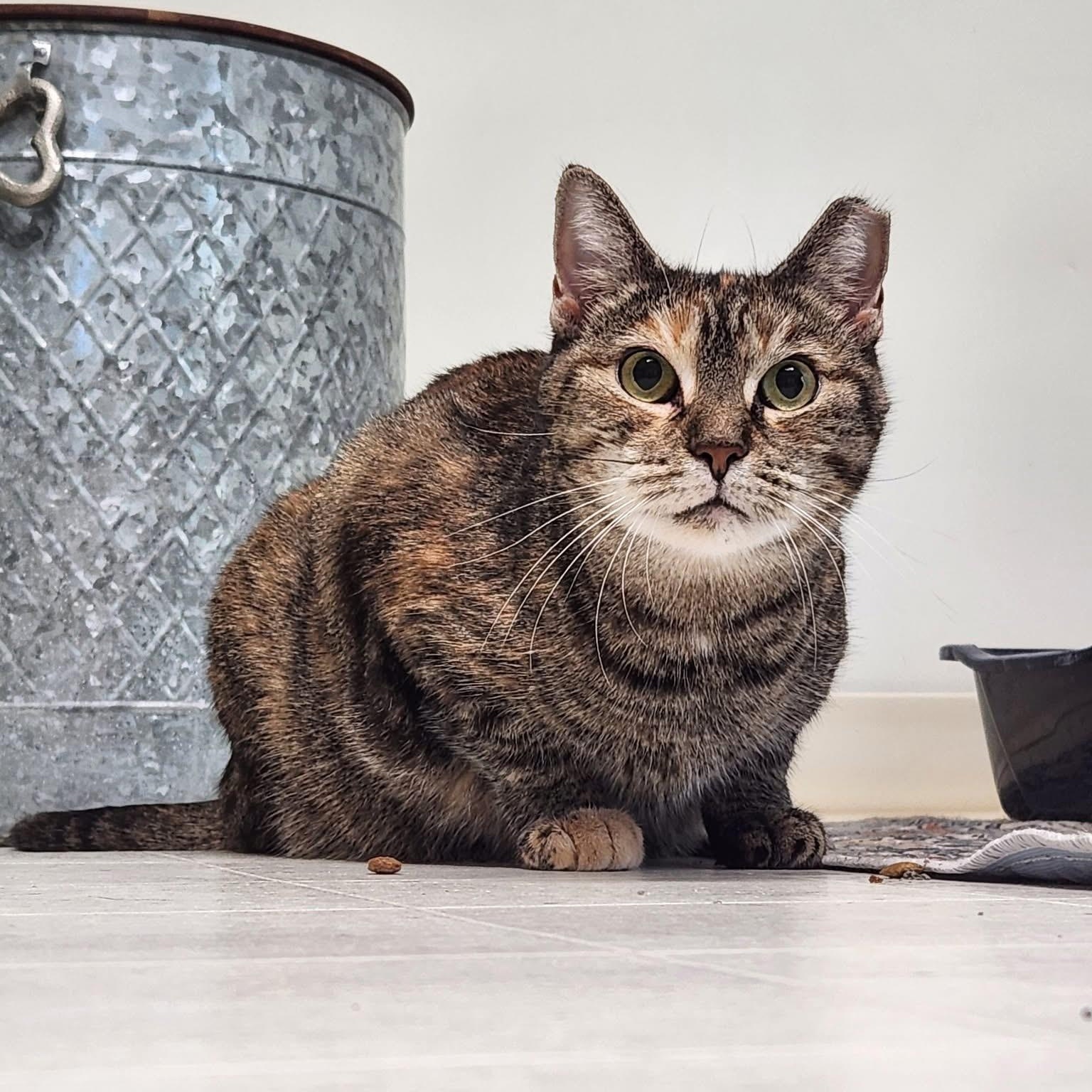 Dakota, Adoptable, Adult Female Domestic Short Hair.