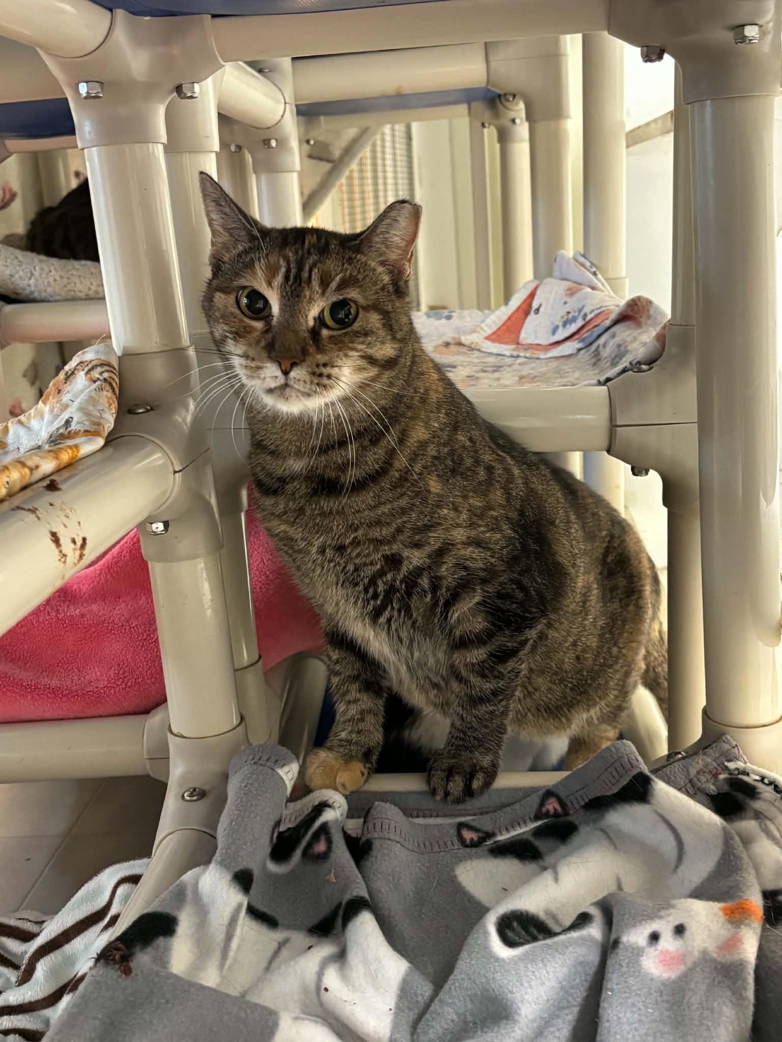 Enlarge Dakota, a Adoptable Domestic Short Hair in Queenstown, MD image 3/6