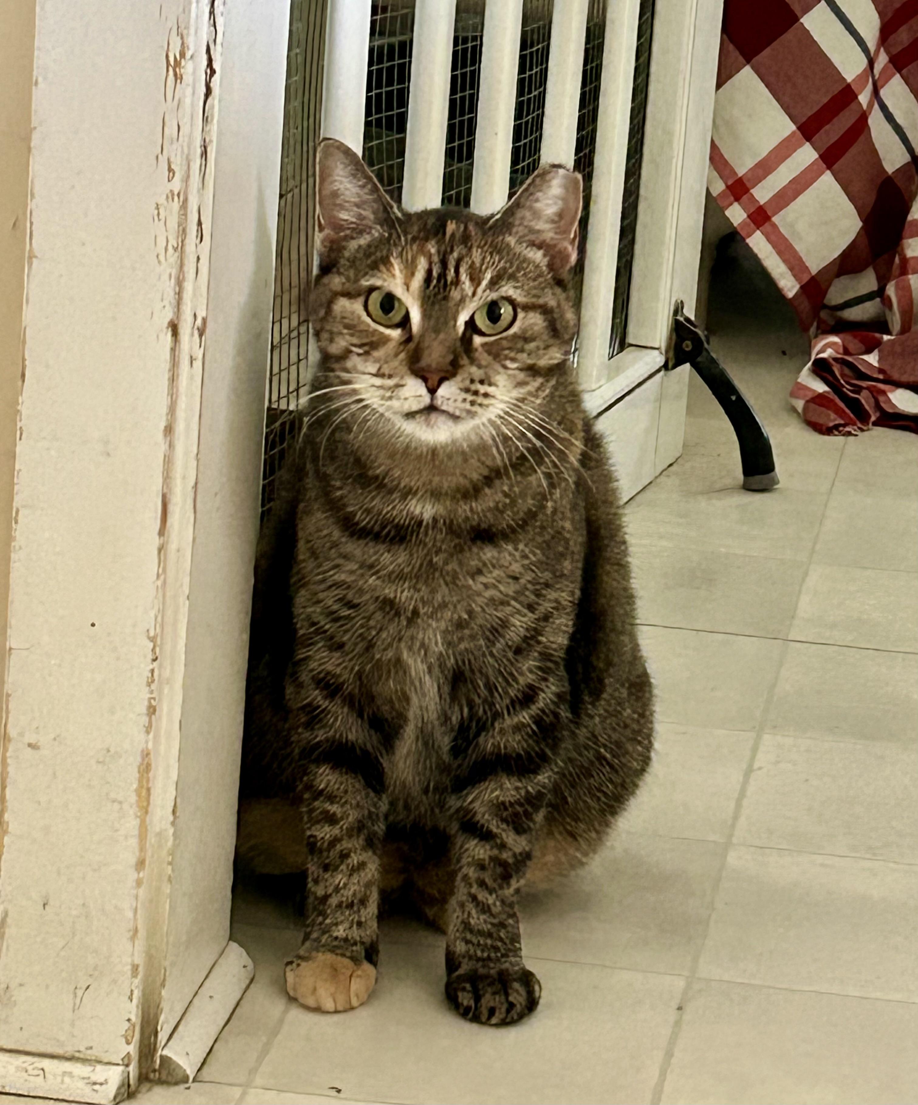 Enlarge Dakota, a Adoptable Domestic Short Hair in Queenstown, MD image 5/6