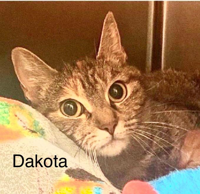 Enlarge Dakota, a Adoptable Domestic Short Hair in Queenstown, MD image 2/6
