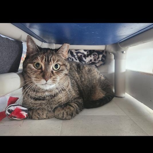 Enlarge Dakota, a Adoptable Domestic Short Hair in Queenstown, MD image 4/6