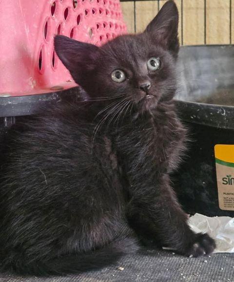 Knight, Adoptable, Kitten Male Domestic Short Hair.