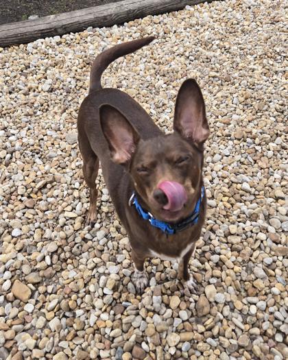 Mr. Bubbles, Adoptable, Adult Male Mixed Breed & Mixed Breed.