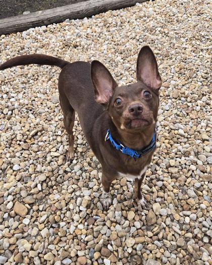 Enlarge Mr. Bubbles, a Adoptable mixed breed in Saint Petersburg, FL image 2/2