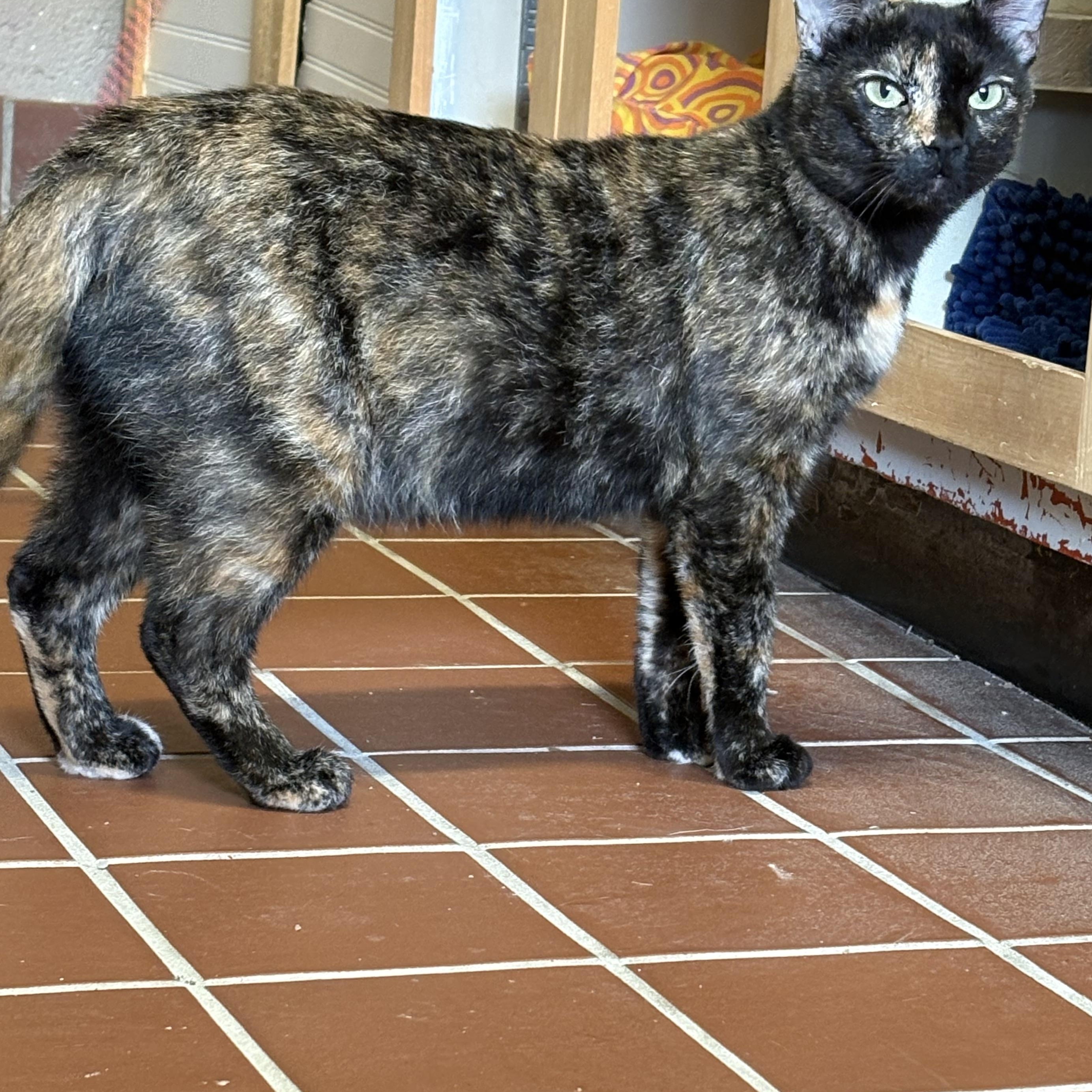 Enlarge Georgia, a Adopted Domestic Short Hair in Honesdale, PA image 1/1