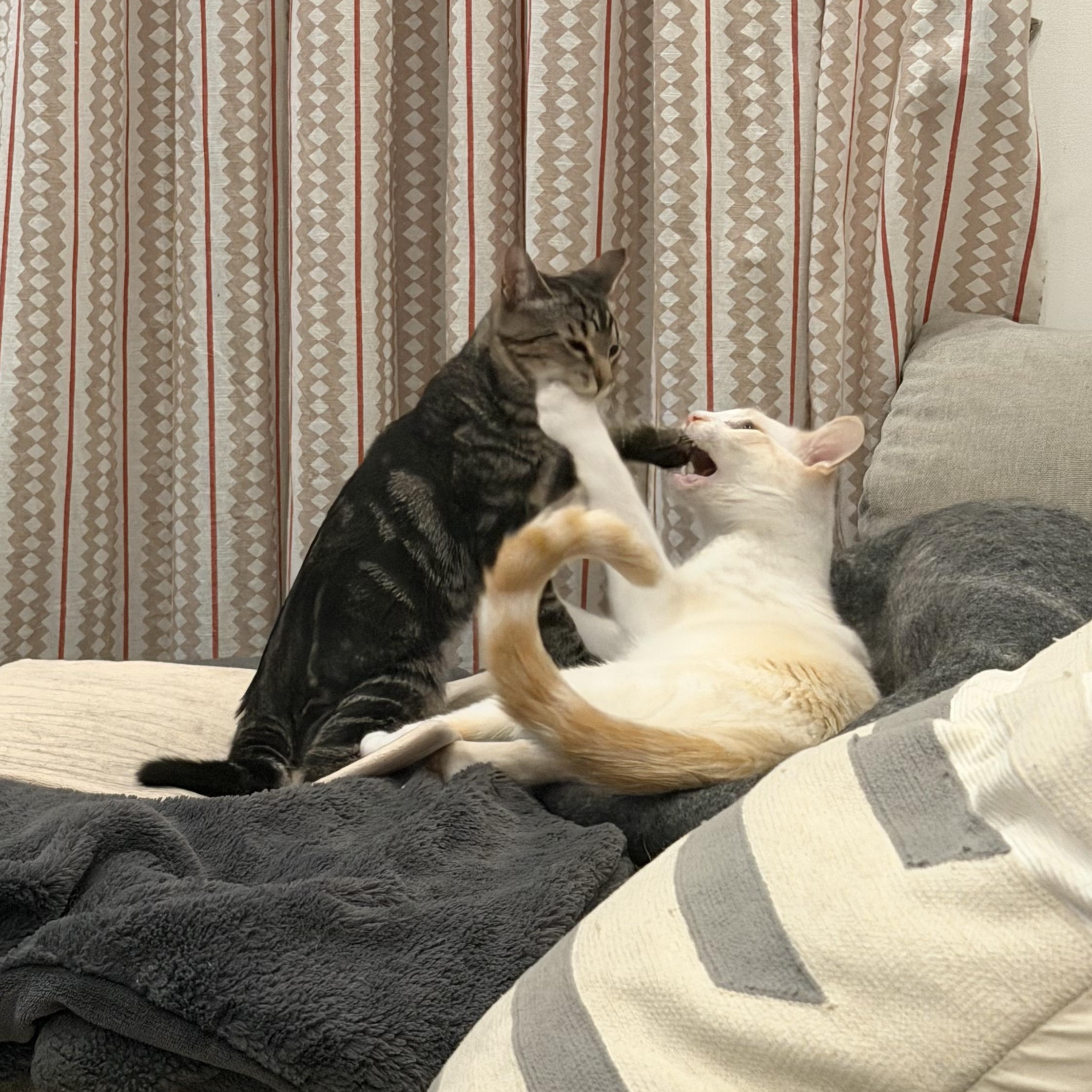 Enlarge Mallard, a Adoptable Tabby in brooklyn, NY image 4/6