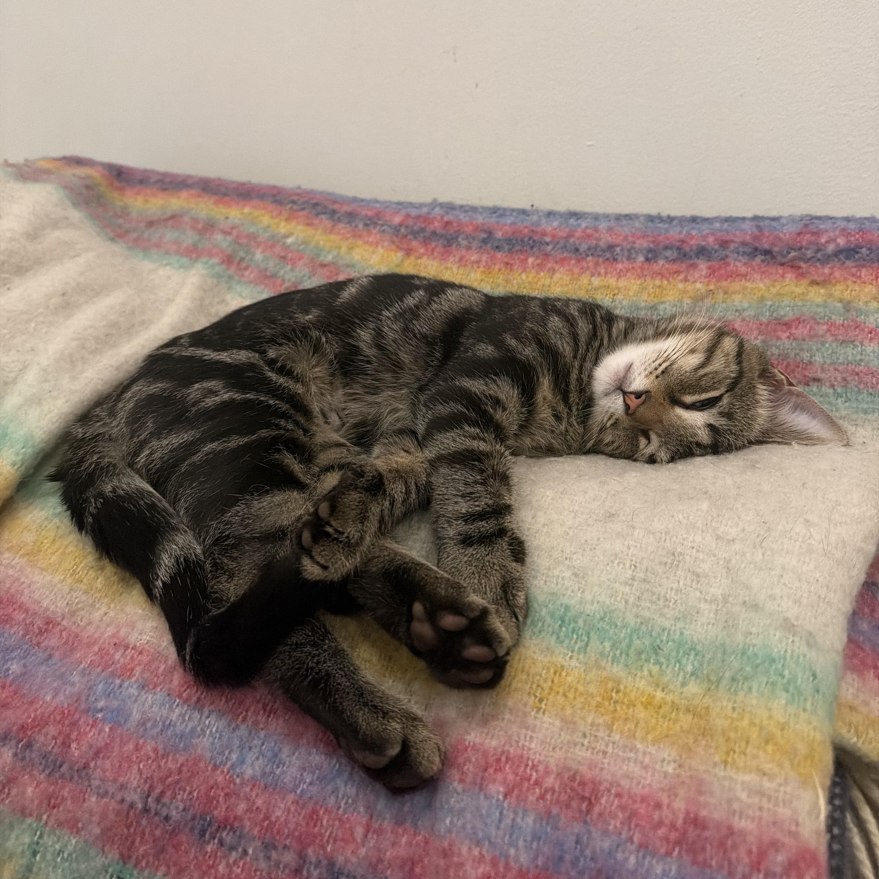 Enlarge Mallard, a Adoptable Tabby in brooklyn, NY image 2/6