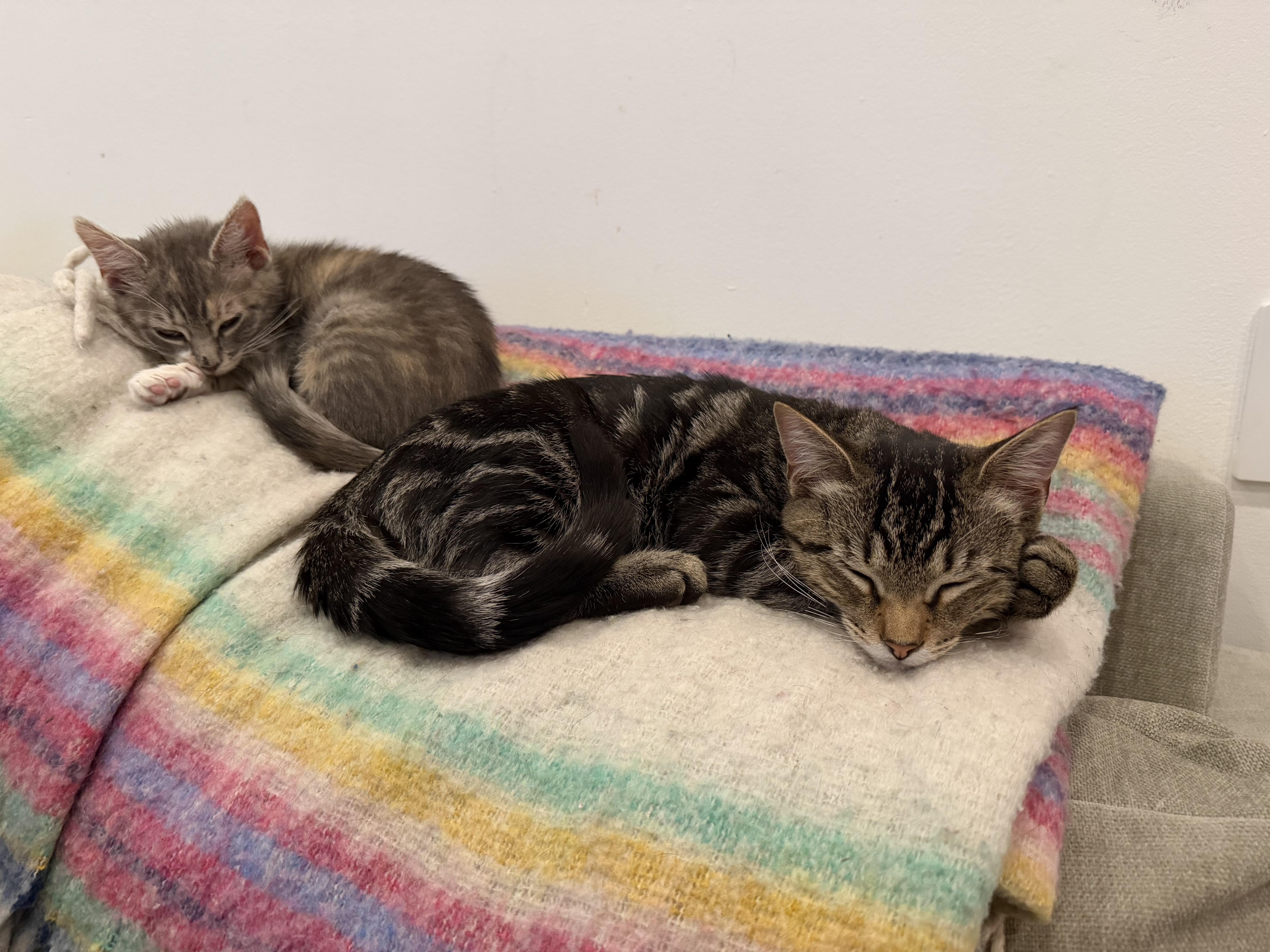 Enlarge Mallard, a Adoptable Tabby in brooklyn, NY image 5/6