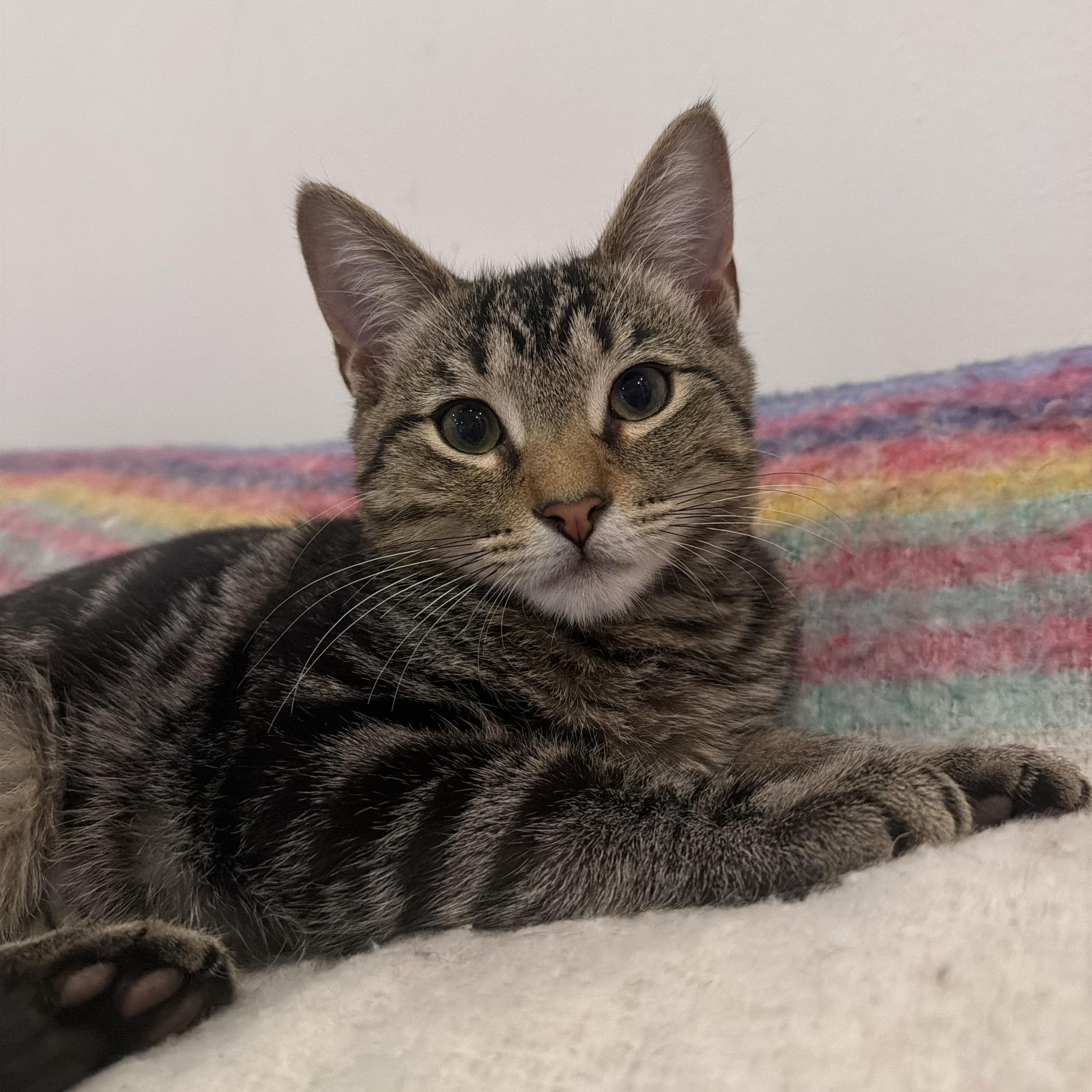 Mallard, Adoptable, Young Male Tabby.