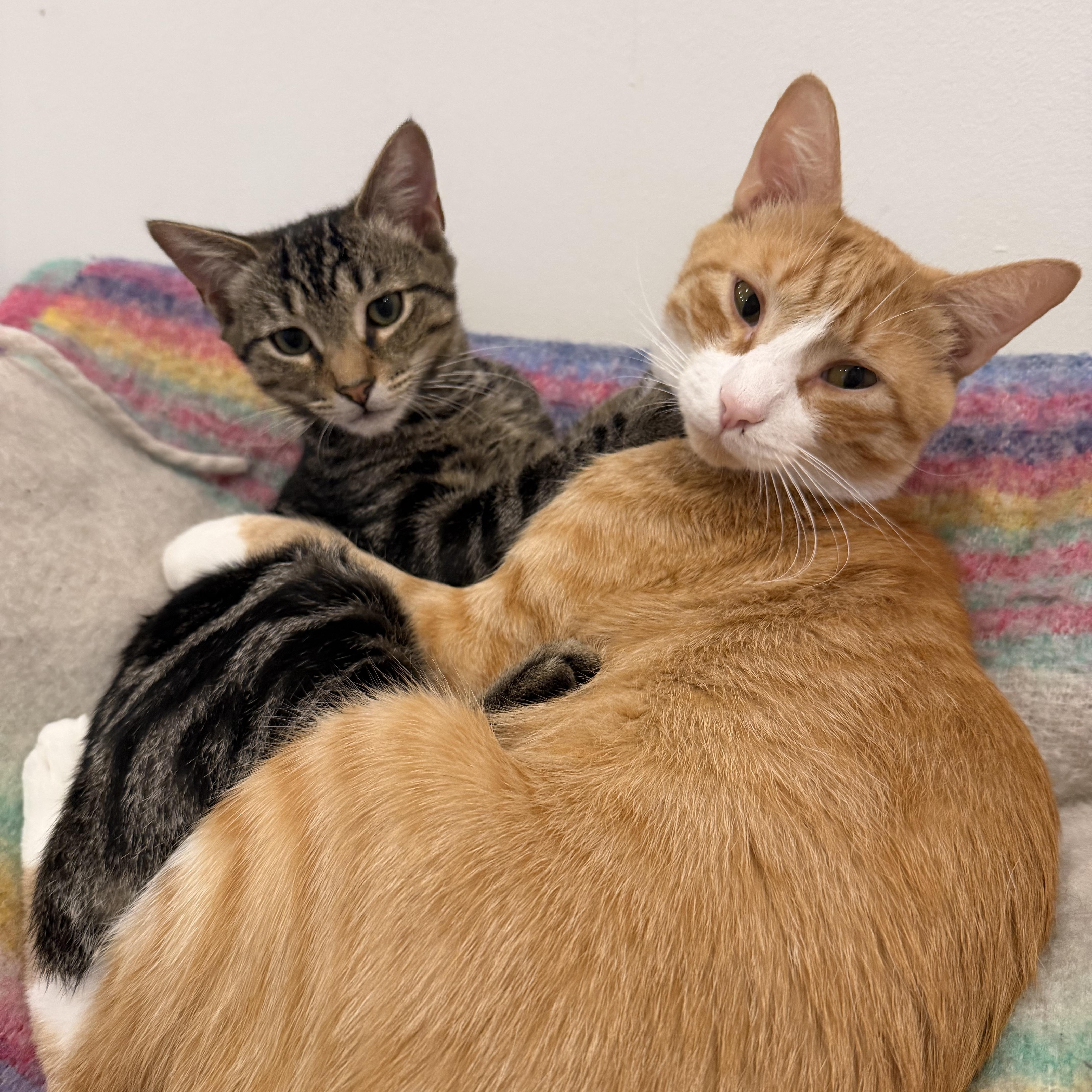 Enlarge Mallard, a Adoptable Tabby in brooklyn, NY image 6/6