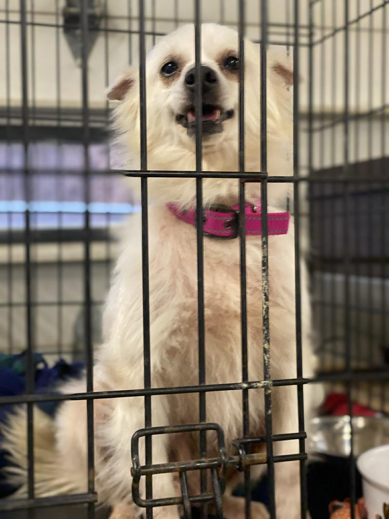 Enlarge Tricky, a Adopted Spitz in Lewistown, PA image 1/1