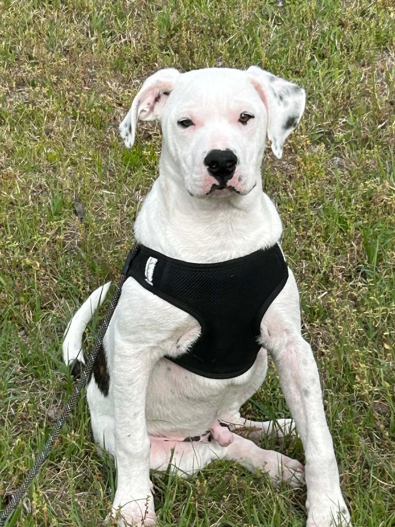 Enlarge Clyde, a Adopted American Bulldog in Tarrytown, GA image 1/3