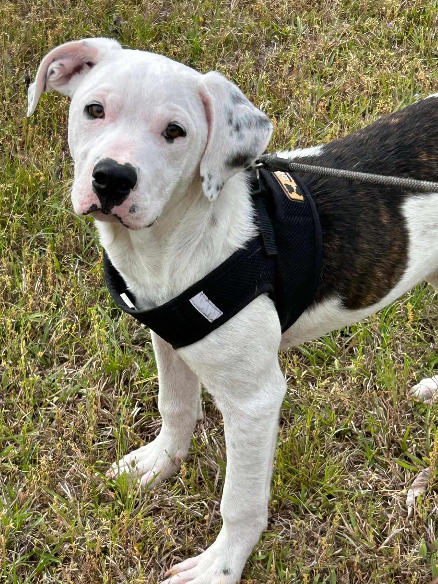 Enlarge Clyde, a Adopted American Bulldog in Tarrytown, GA image 2/3