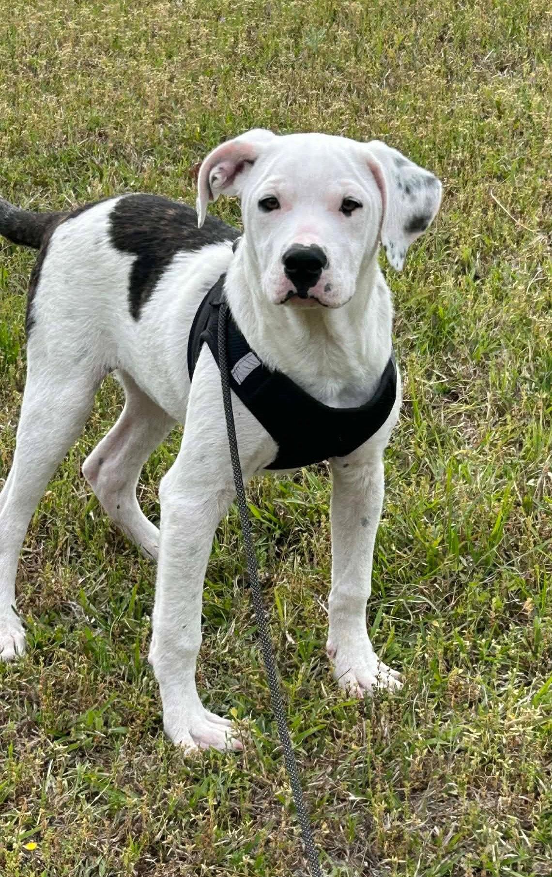 Enlarge Clyde, a Adopted American Bulldog in Tarrytown, GA image 3/3