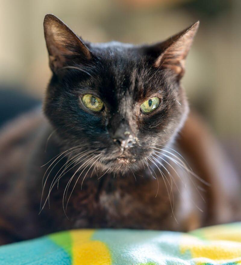 Mister, Adoptable, Senior Male Domestic Short Hair.