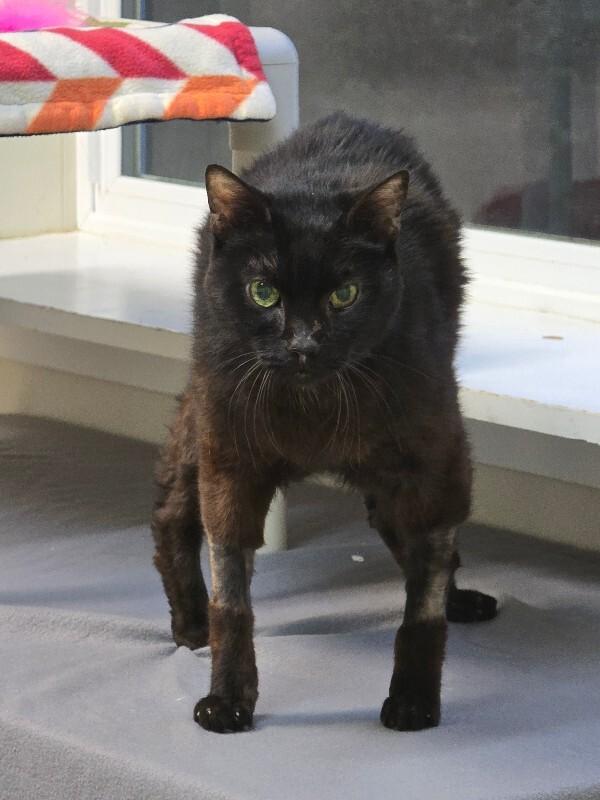 Enlarge Mister, a Adoptable Domestic Short Hair in Arlington, WA image 2/6