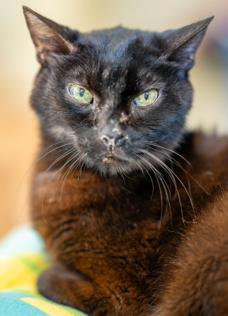 Mister, a Adoptable Domestic Short Hair in Arlington, WA image 2/3