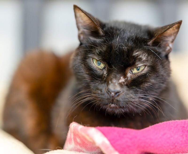 Enlarge Mister, a Adoptable Domestic Short Hair in Arlington, WA image 5/6