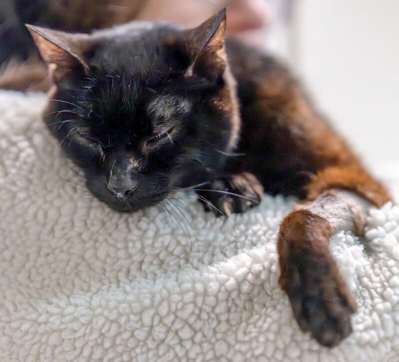 Enlarge Mister, a Adoptable Domestic Short Hair in Arlington, WA image 6/6