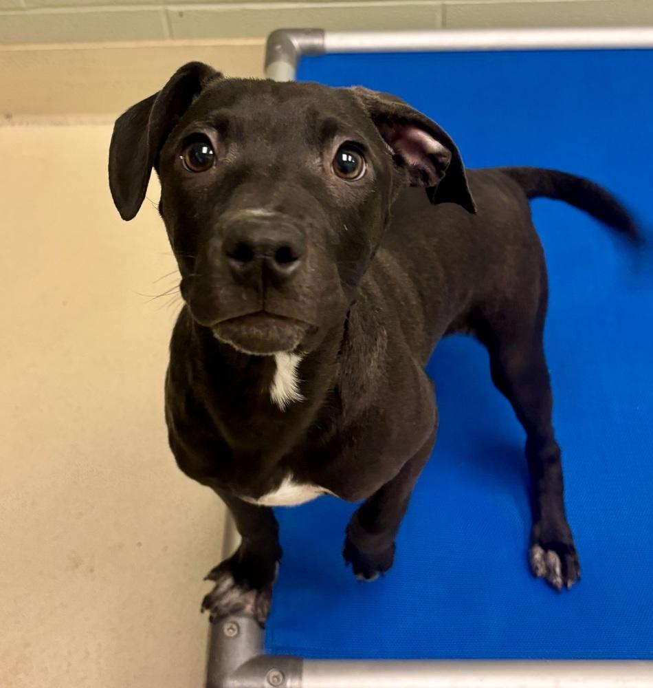 Enlarge Cornbread, a Adoptable mixed breed in Kalamazoo, MI image 1/1