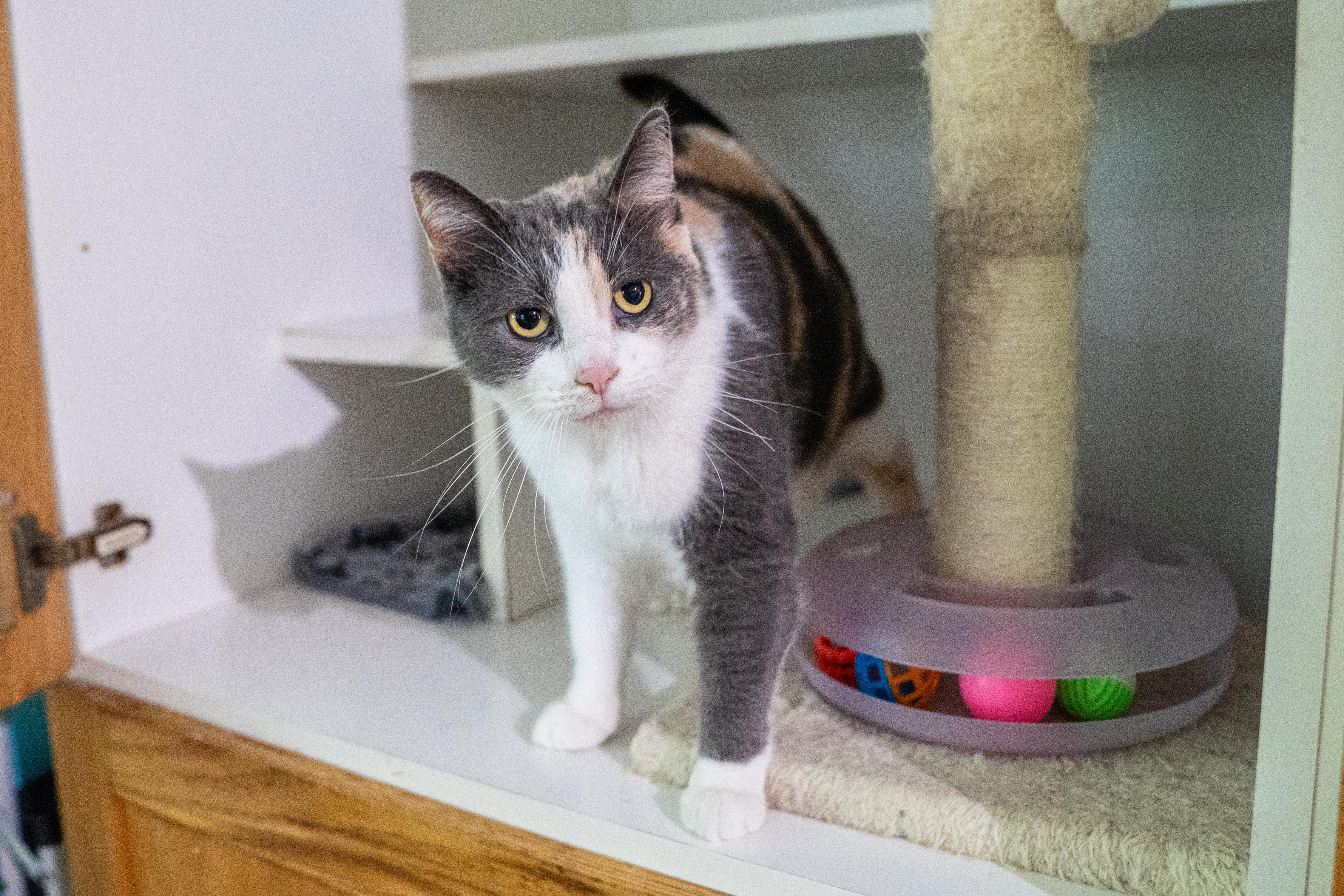 Sassy Andrea, a Adoptable Domestic Short Hair in Dellslow, WV image 1/4