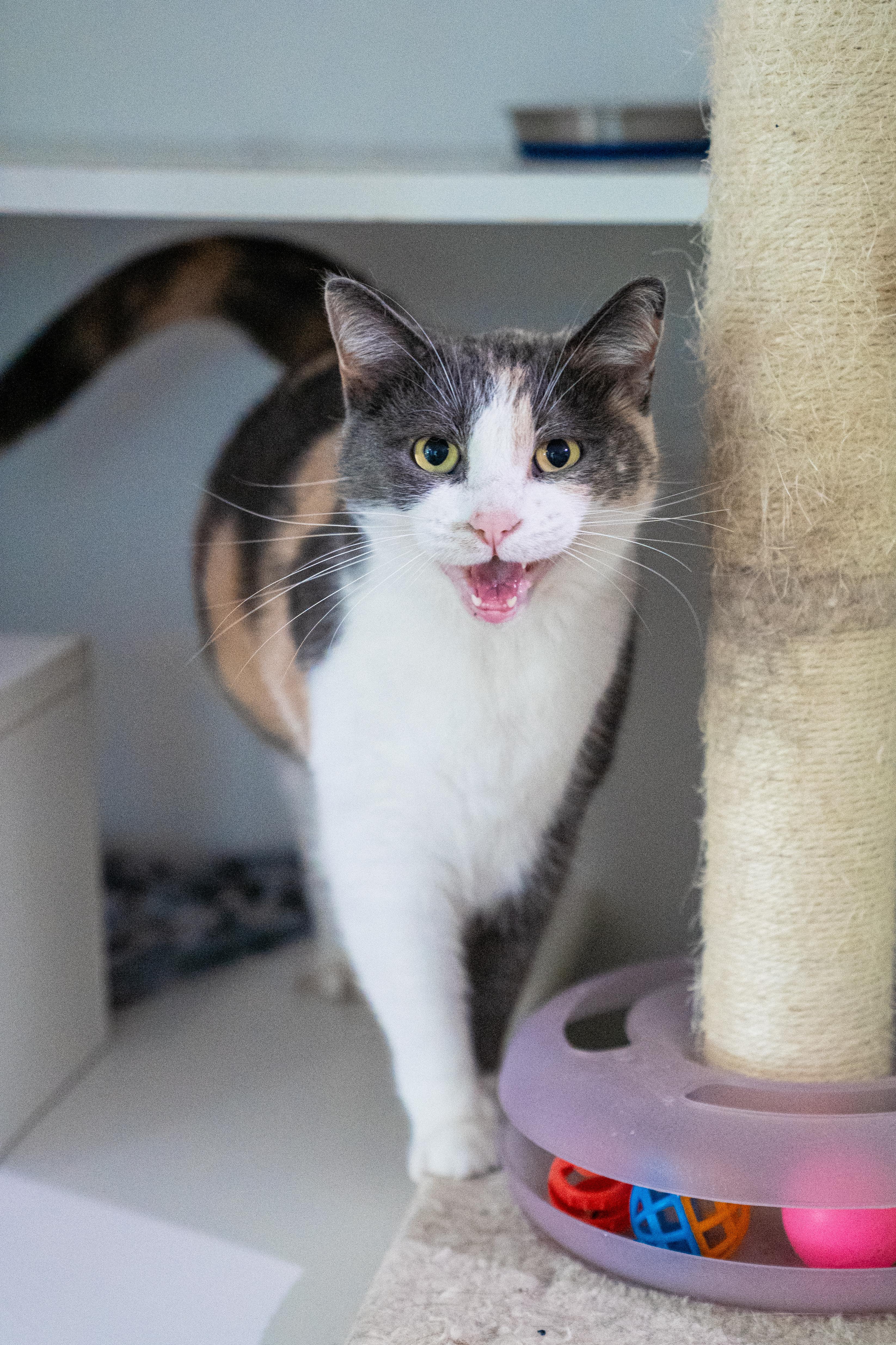 Sassy Andrea, a Adoptable Domestic Short Hair in Dellslow, WV image 2/4