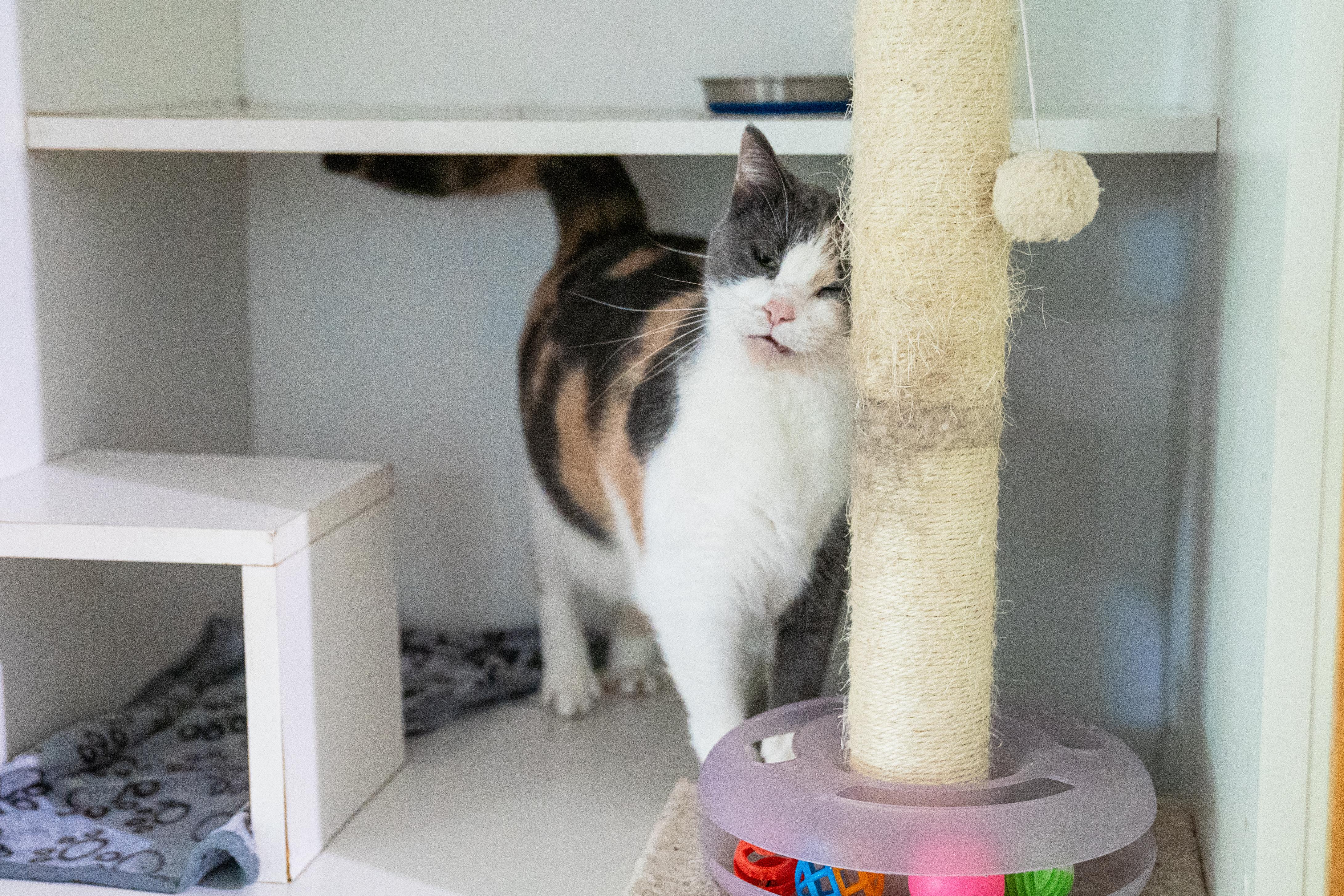 Sassy Andrea, a Adoptable Domestic Short Hair in Dellslow, WV image 3/4
