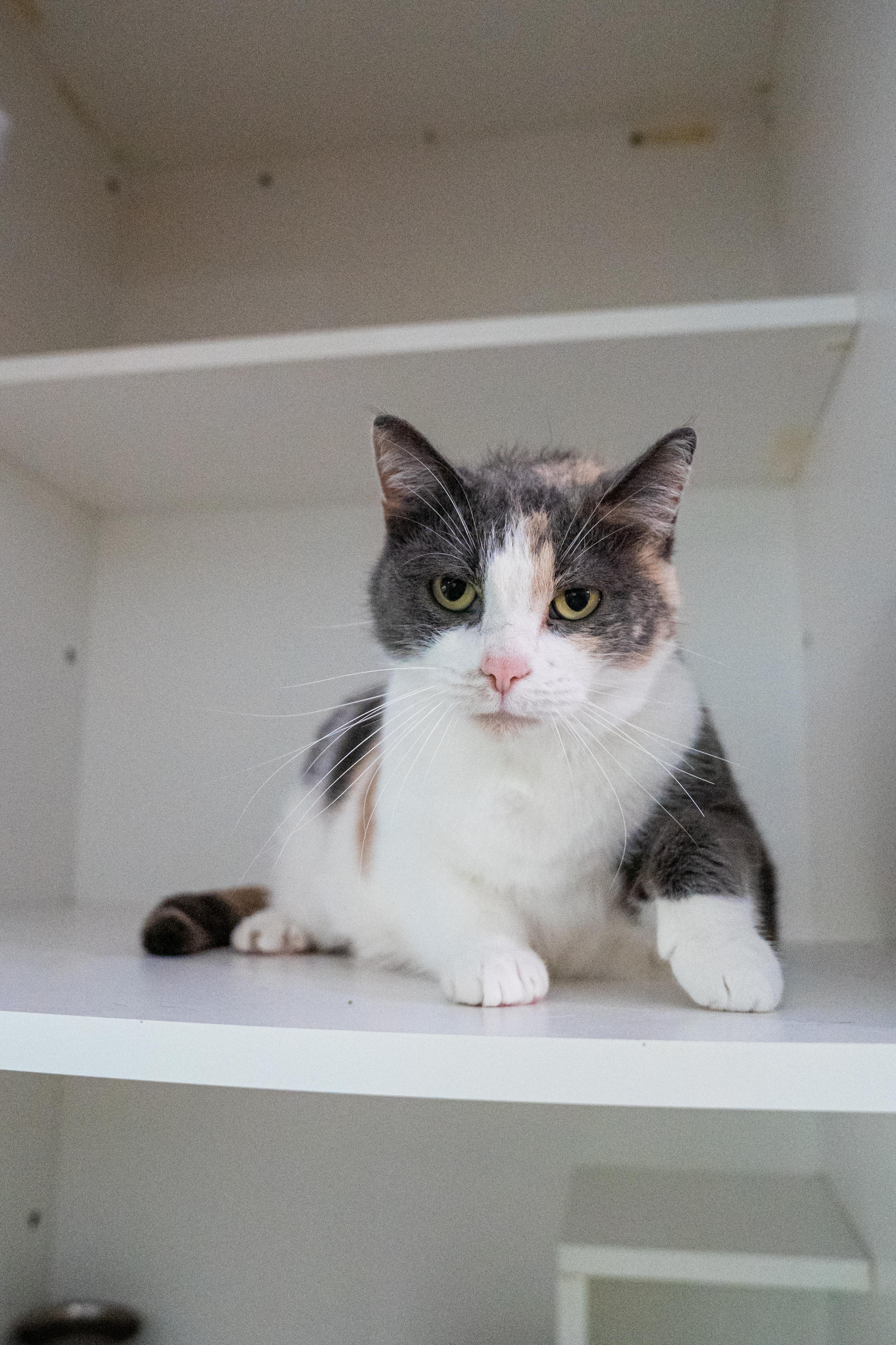 Sassy Andrea, a Adoptable Domestic Short Hair in Dellslow, WV image 4/4