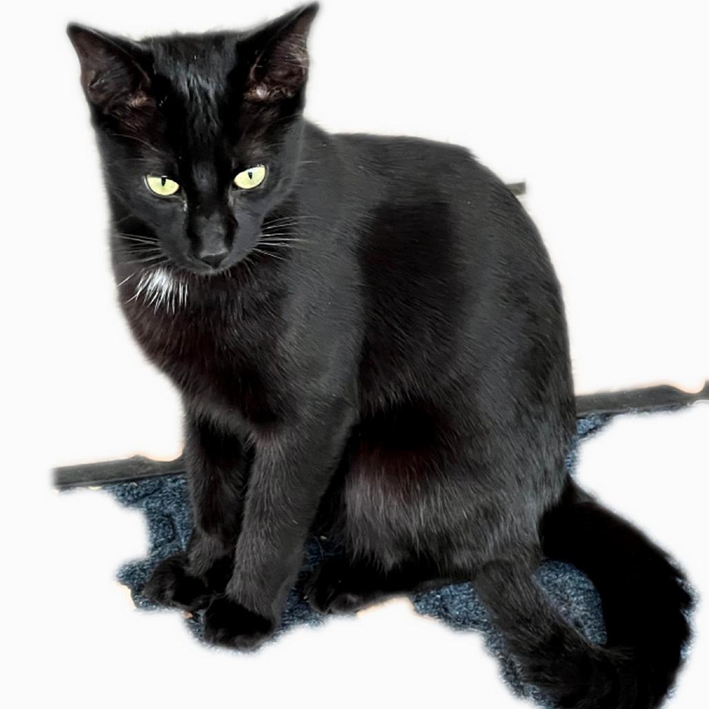 BK, Adoptable, Adult Male Domestic Short Hair.