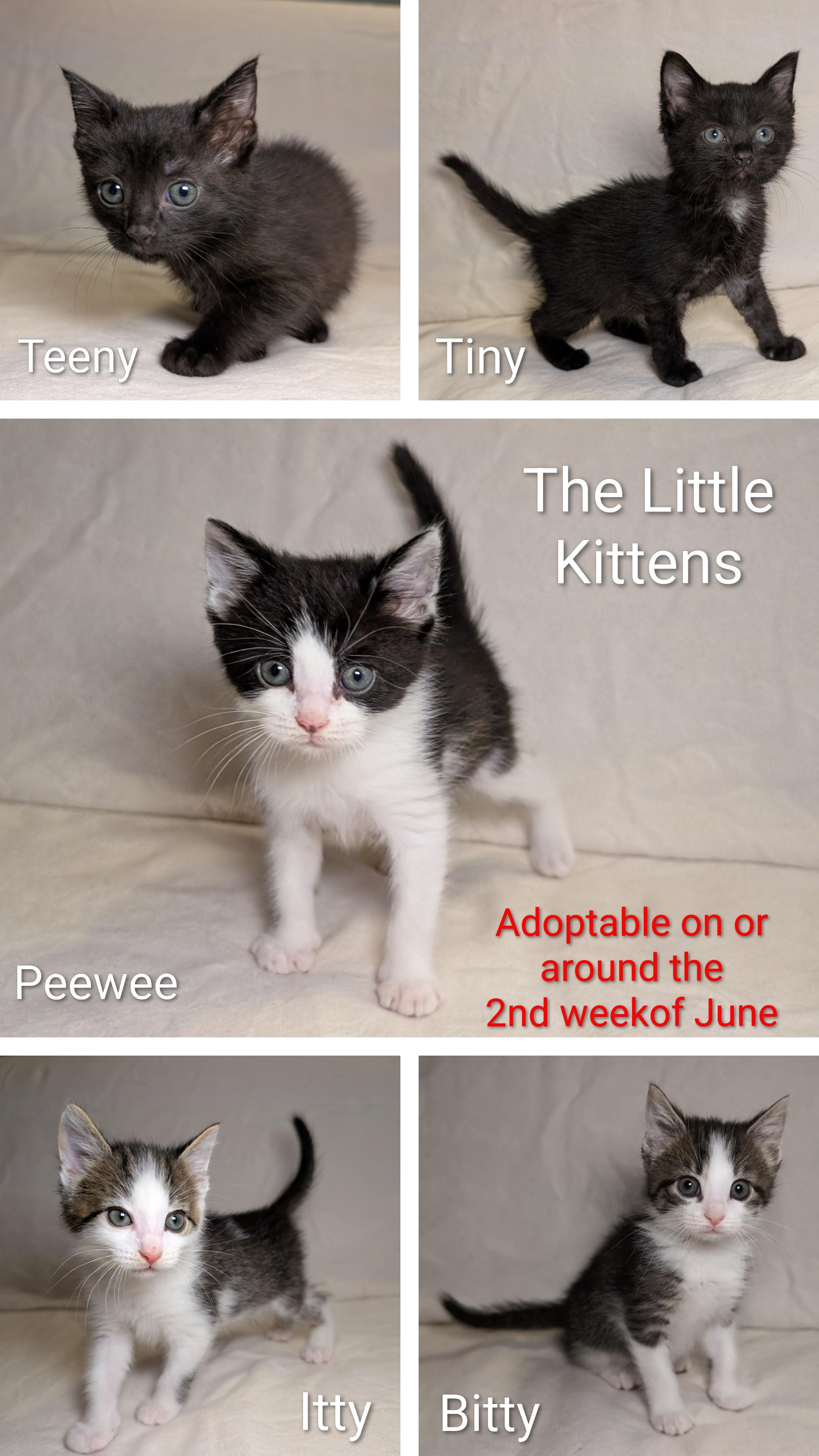 Itty, Bitty, Teeny, Tiny & PeeWee-Kittens Coming Soon, Adoptable, Kitten Male Domestic Short Hair.