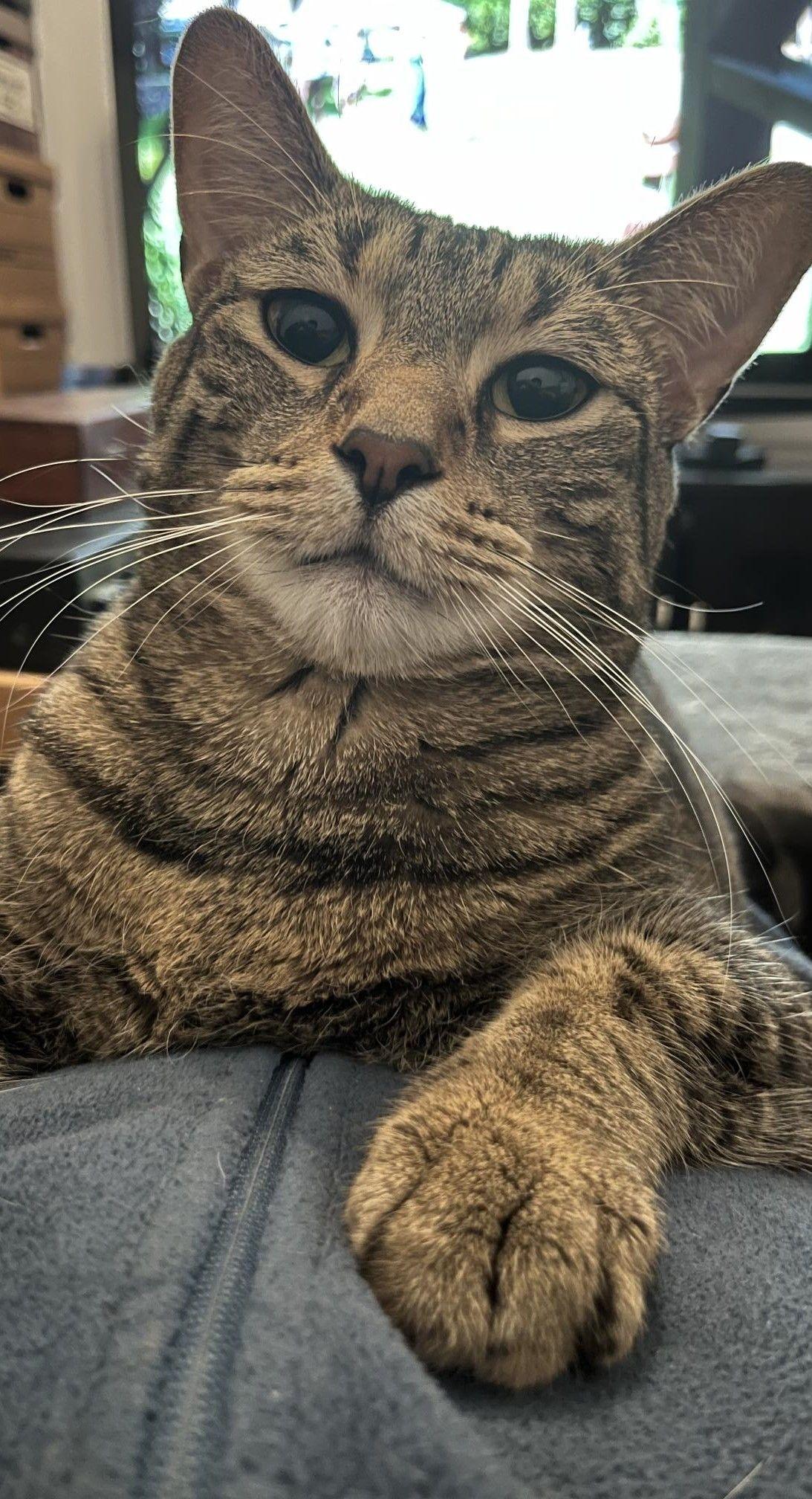 Enlarge Sebastian, a Adoptable Domestic Short Hair in Mississauga, ON image 1/6