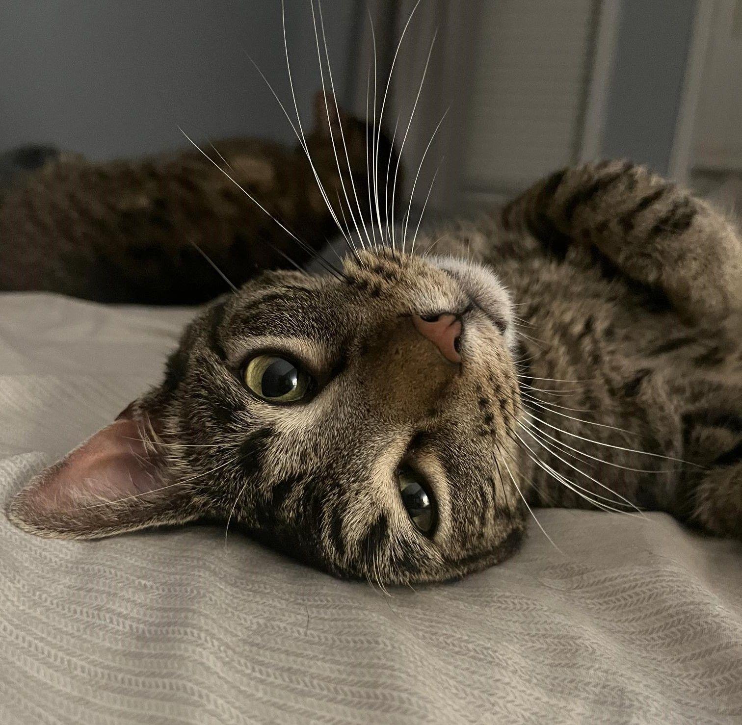 Enlarge Sebastian, a Adoptable Domestic Short Hair in Mississauga, ON image 2/6