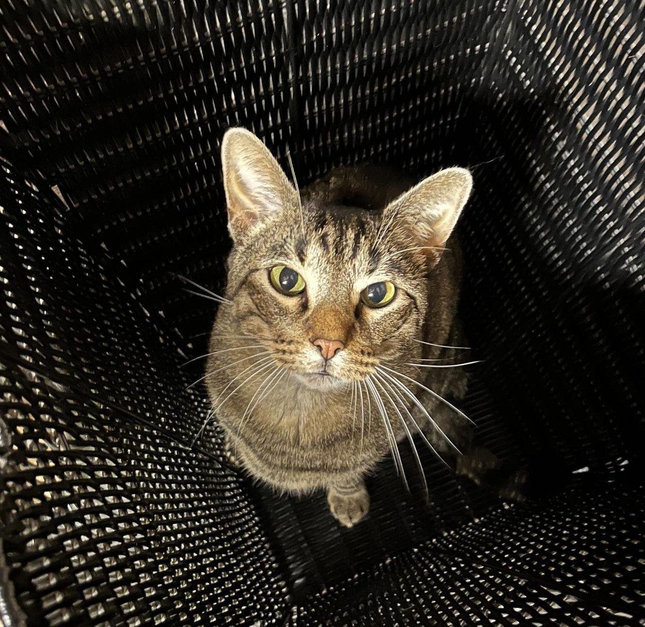 Enlarge Sebastian, a Adoptable Domestic Short Hair in Mississauga, ON image 3/6