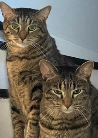 Enlarge Sebastian, a Adoptable Domestic Short Hair in Mississauga, ON image 5/6