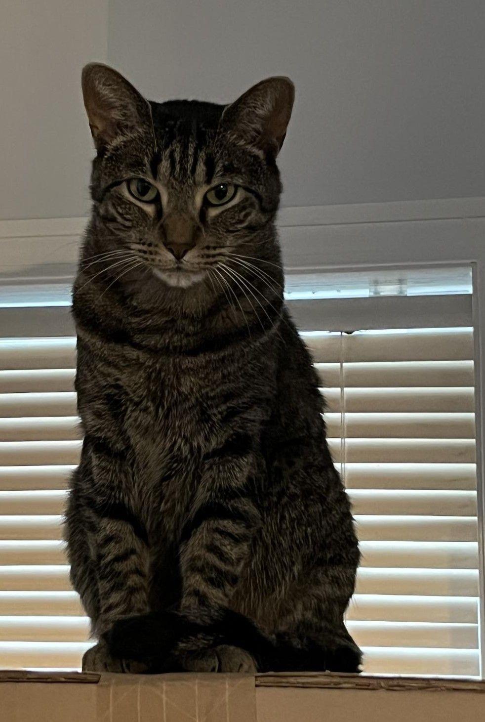 Enlarge Sebastian, a Adoptable Domestic Short Hair in Mississauga, ON image 6/6