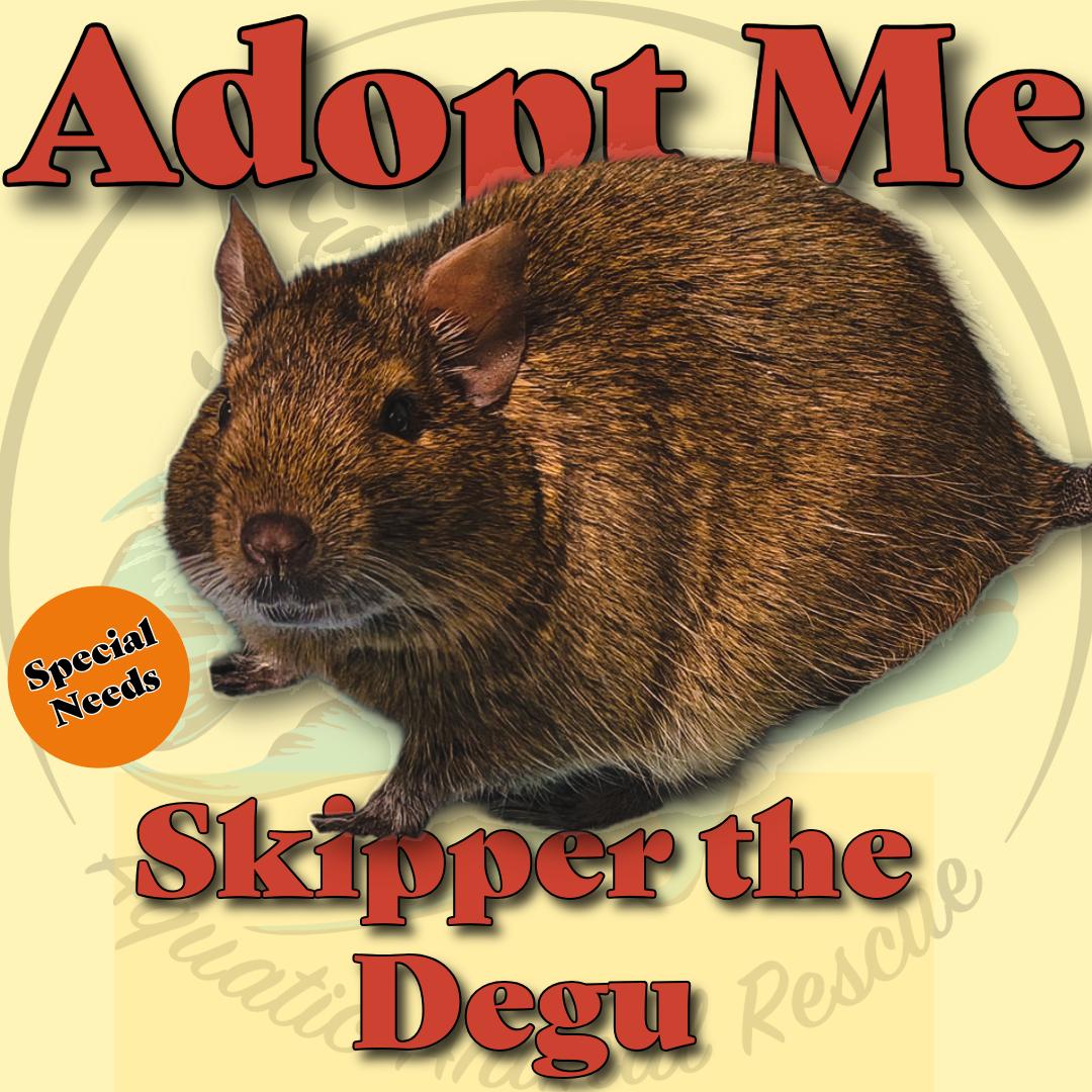 Skipper the Degu, Adopted, Adult Male Degu.