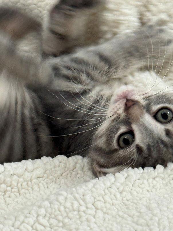 Bubble, Adoptable, Kitten Female Domestic Short Hair.