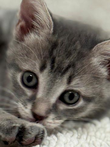 Enlarge Bubble, a Adoptable mixed breed in Nashville, TN image 2/3