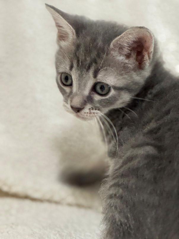 Enlarge Bubble, a Adoptable mixed breed in Nashville, TN image 3/3