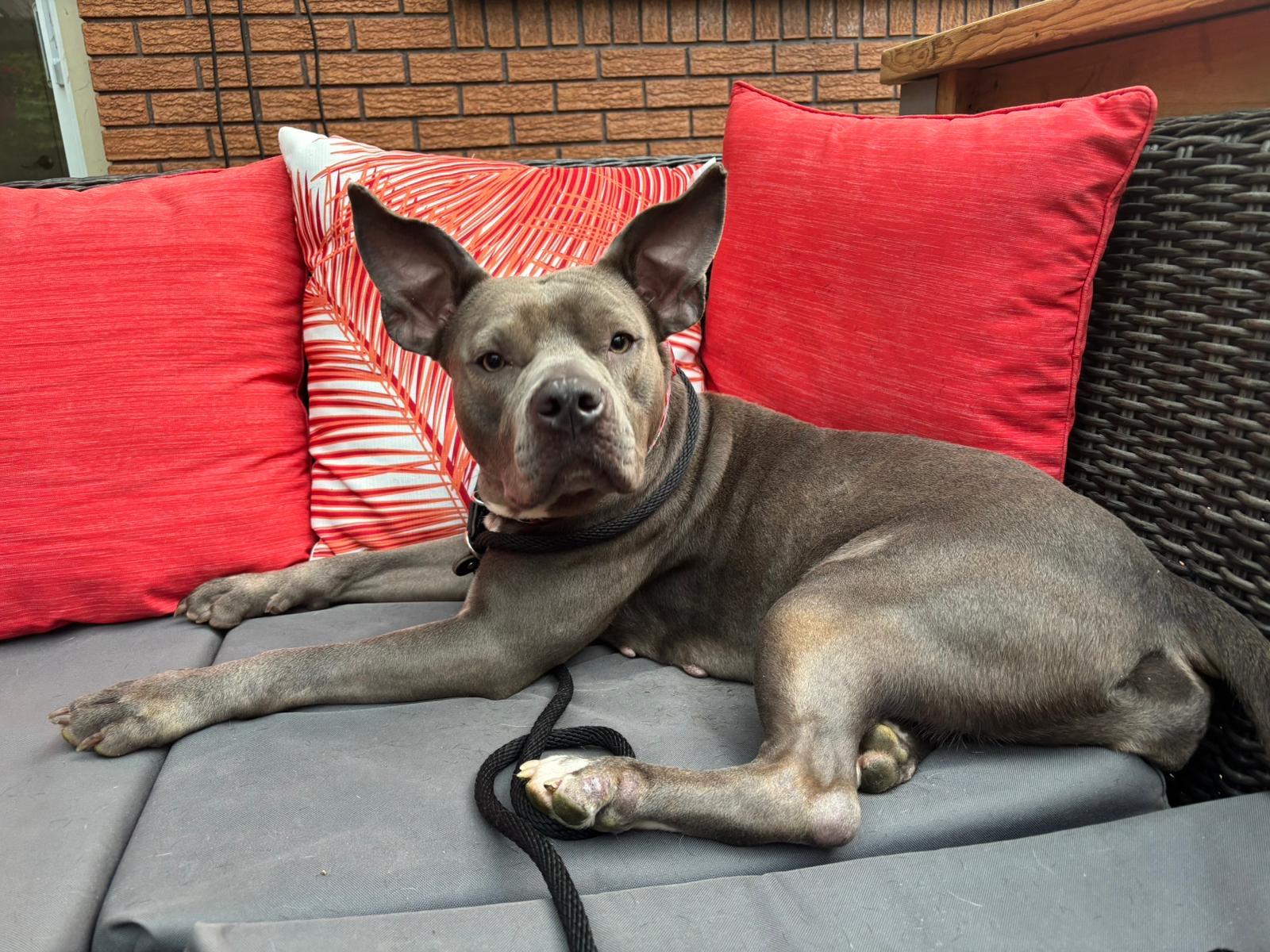 Ember, an adopted American Bully in Oakville, ON image 1/6