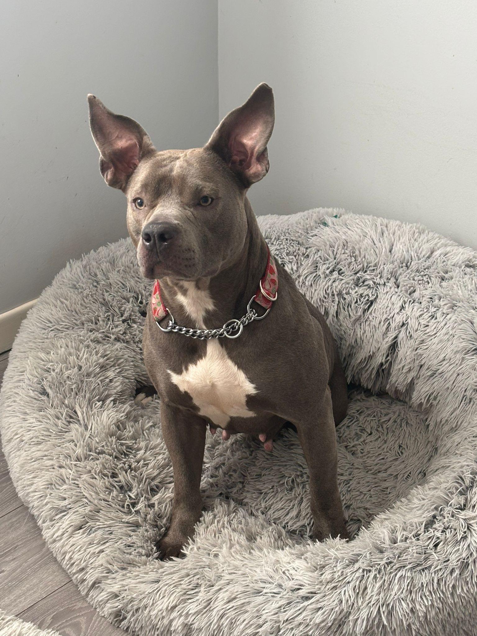 Ember, an adopted American Bully in Oakville, ON image 2/6