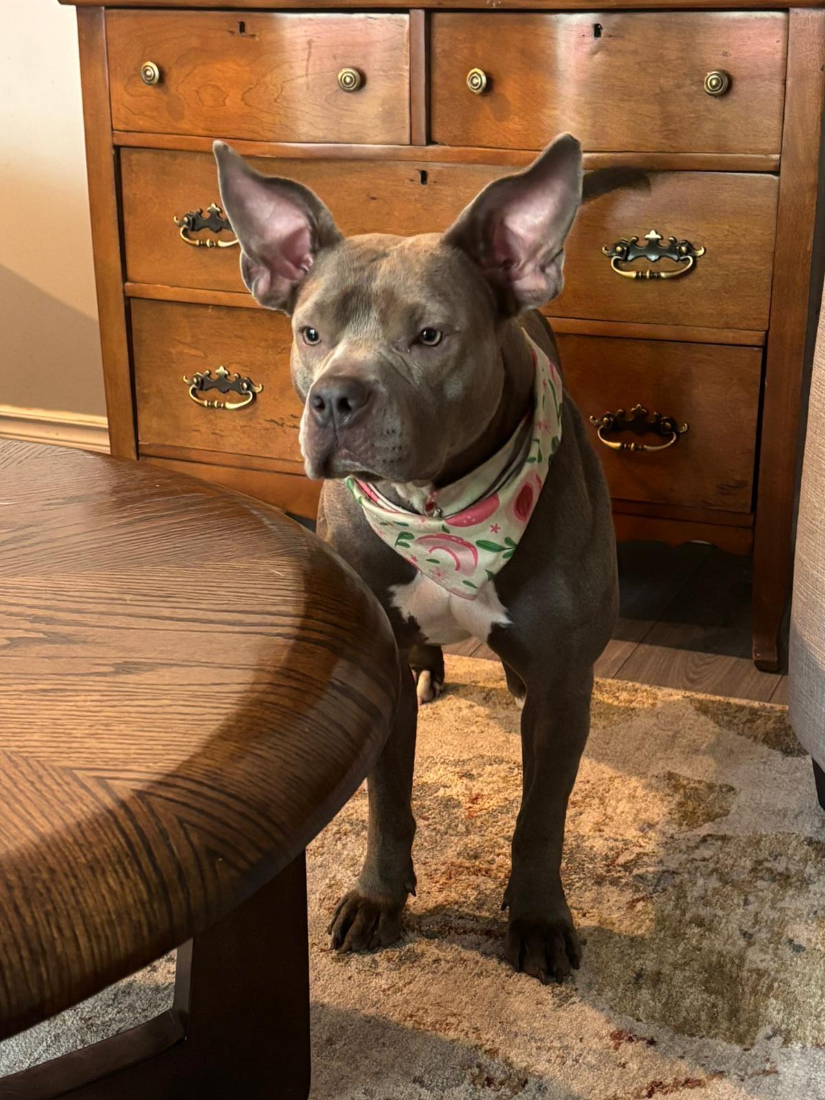 Ember, an adopted American Bully in Oakville, ON image 3/6