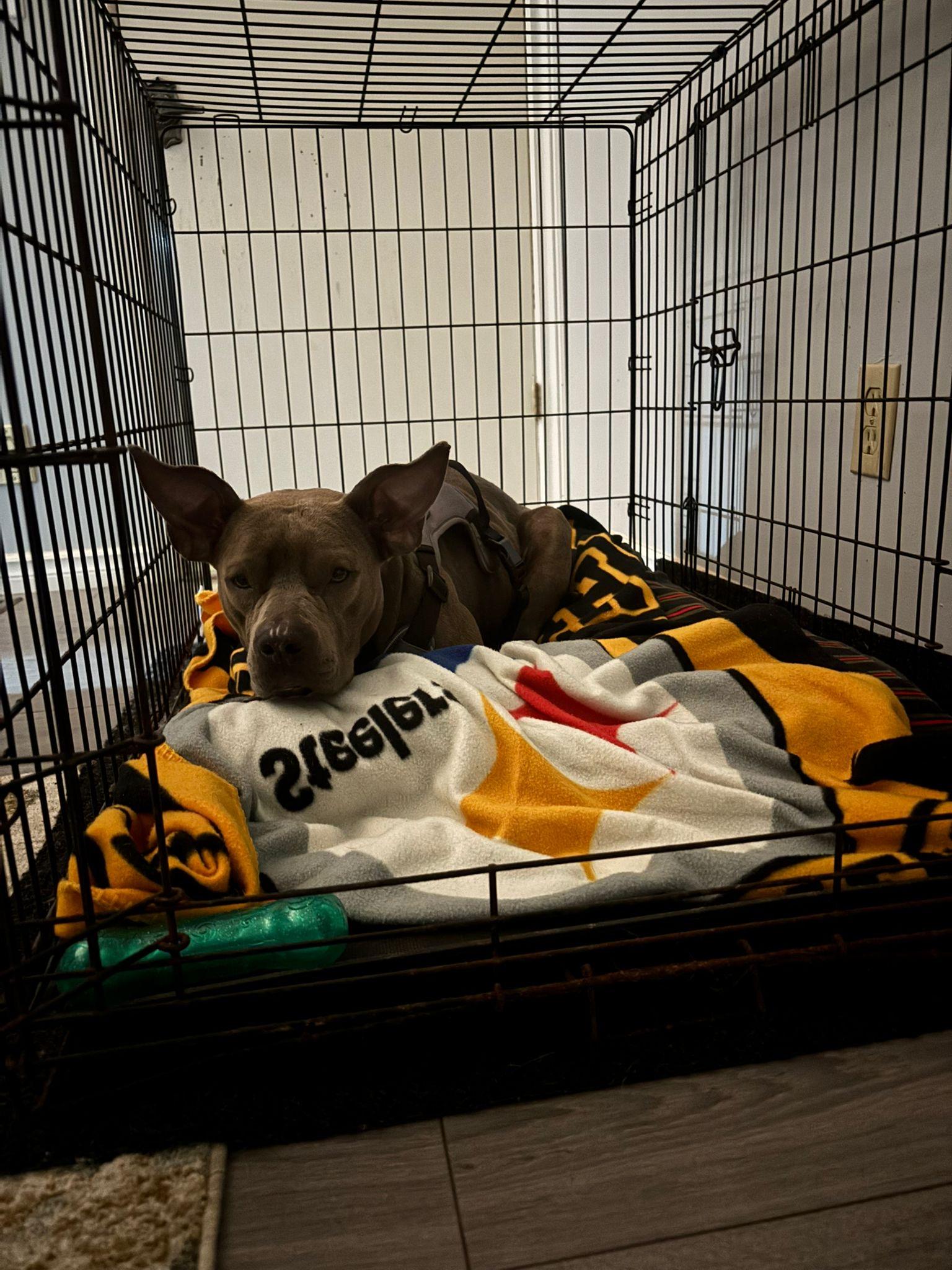 Ember, an adopted American Bully in Oakville, ON image 4/6