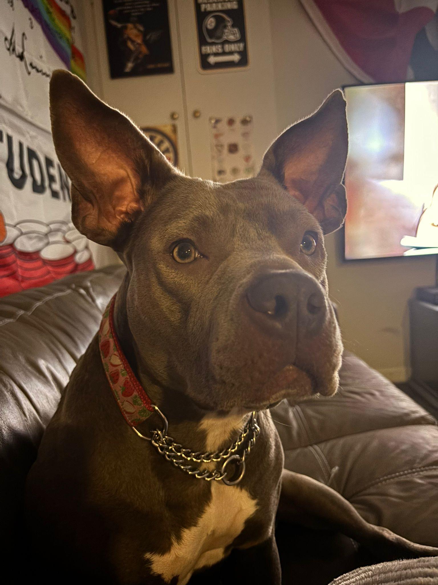 Ember, an adopted American Bully in Oakville, ON image 5/6