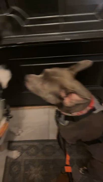 Enlarge Ember, an adopted American Bully in Oakville, ON video 6/6