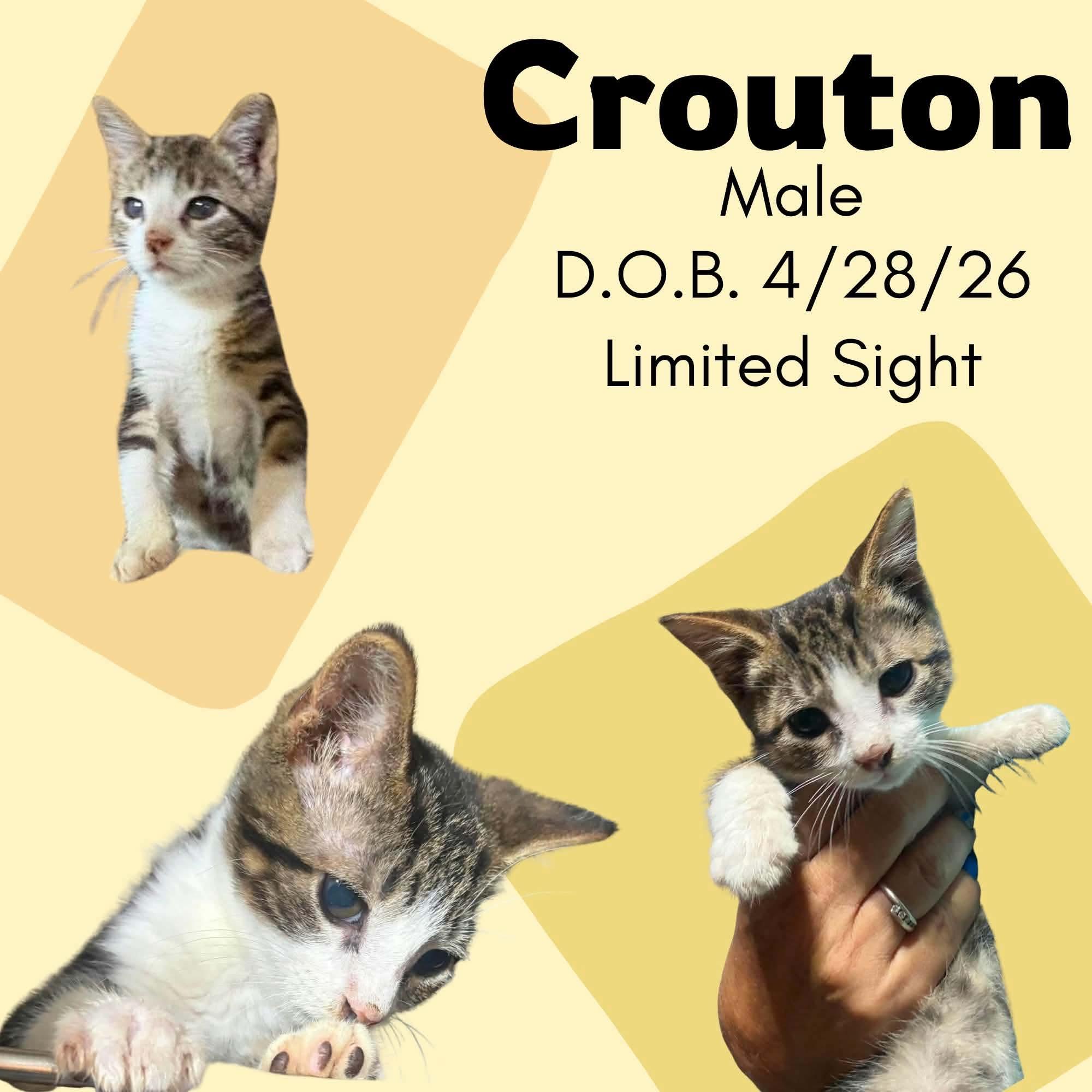 Crouton, Adoptable, Kitten Male Domestic Short Hair.