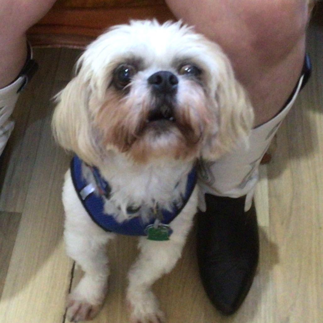 Enlarge Archie, a Adoptable Shih Tzu in New Orleans, LA image 1/1