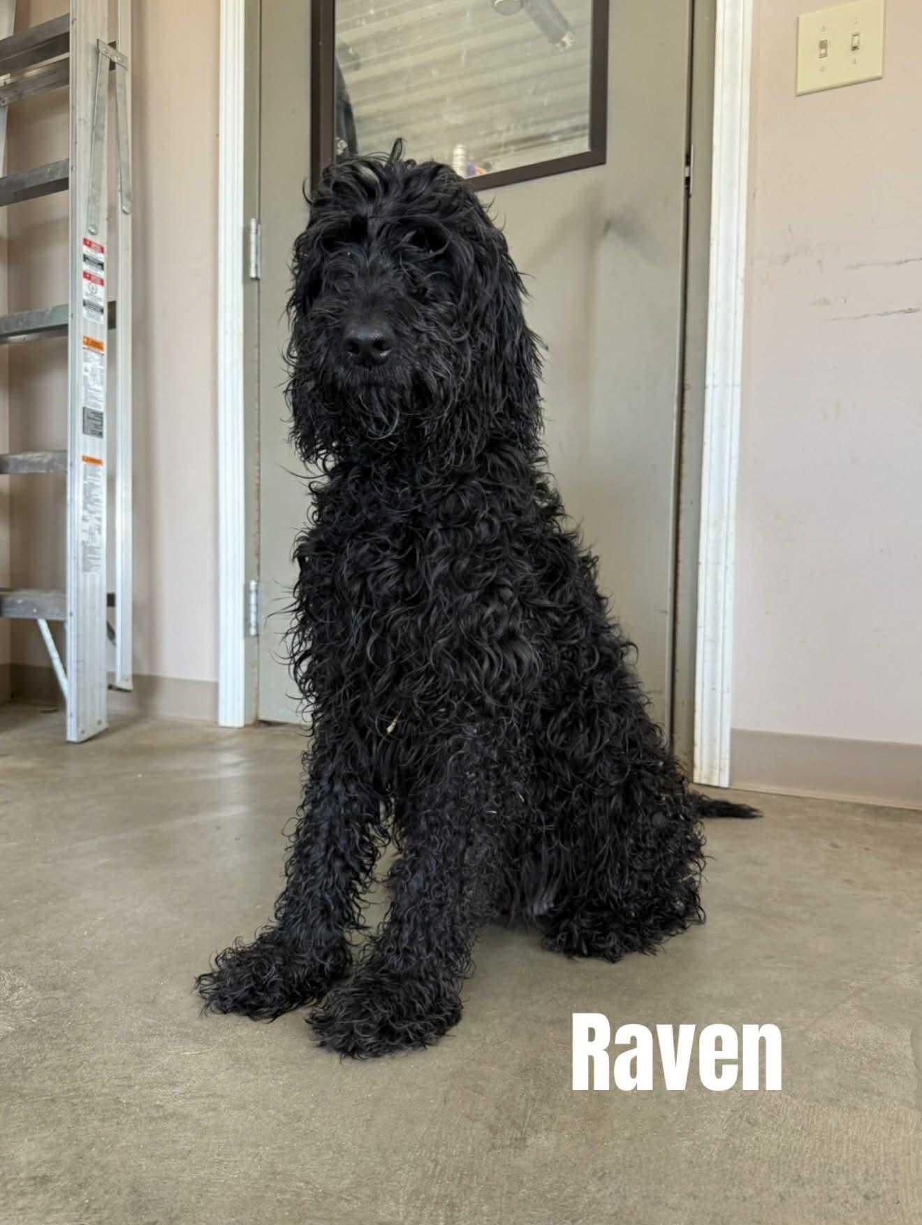 Enlarge Raven, a ADOPTABLE Labradoodle in Quincy, MI image 1/1